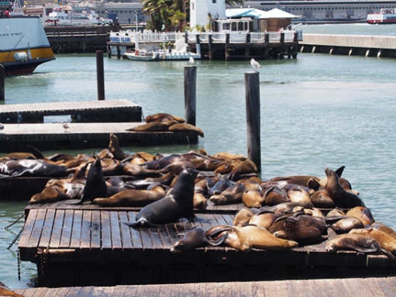 Lions de mer à San Francisco