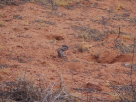 Écureuil de désert