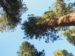Sequoia-USA-lepoissonMarcel